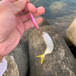 ヒラメ、青物を求めて