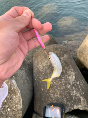 ヒラメ、青物を求めて