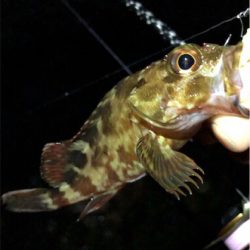 リトルロックゲーム