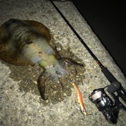 やっとアオリGET o(^o^)o