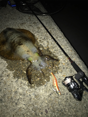 やっとアオリGET o(^o^)o