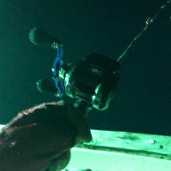 イカの群れゎいずこ？