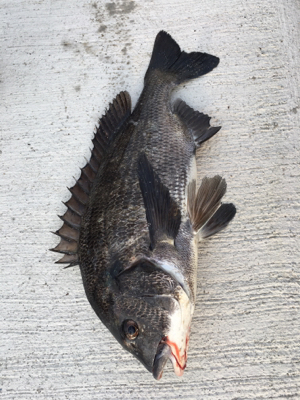 本日は活性が高い