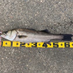 エビ撒きで スズキ好調!