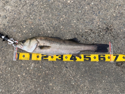 エビ撒きで スズキ好調!