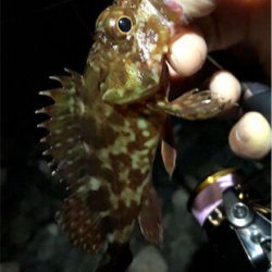 ガシメバガシメバ