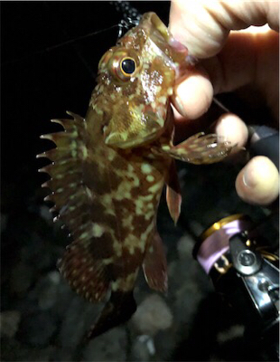 ガシメバガシメバ