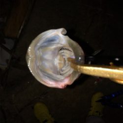 ぼちぼちサイズ