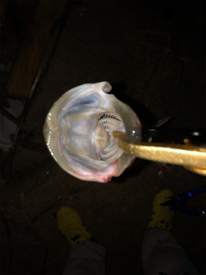 ぼちぼちサイズ