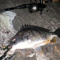 チニング ナイトゲーム