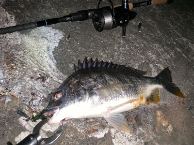 チニング ナイトゲーム