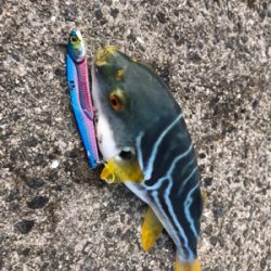 遠征大成功！太くて長いの