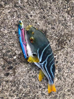 遠征大成功！太くて長いの