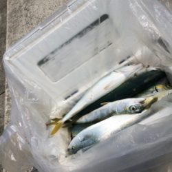 ジグサビキでツバス