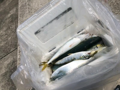 ジグサビキでツバス