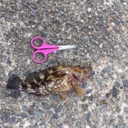 ガッシーはうらぎらない