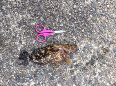 ガッシーはうらぎらない