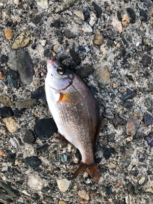 波止グレ調査..