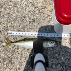 未だアジに出会えず。