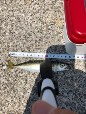 未だアジに出会えず。