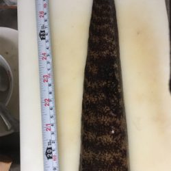 サビキからの泳がせ、そしてエギング