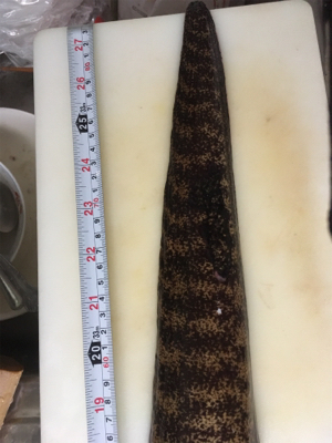 サビキからの泳がせ、そしてエギング