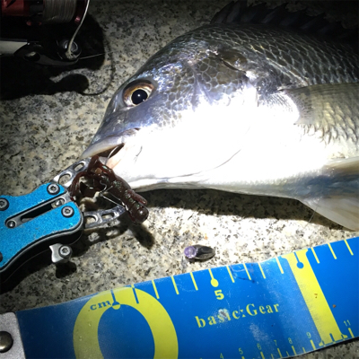 淀川ブリームゲーム 今季初マチヌ