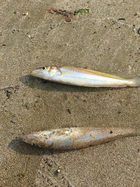 ライトタックルでキス釣り