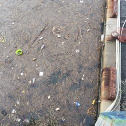 ジギングとサビキ