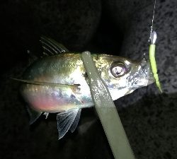 ナイトアジング