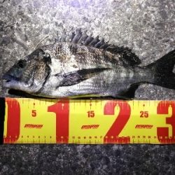 シンキングミノーで何か釣る夜釣り～