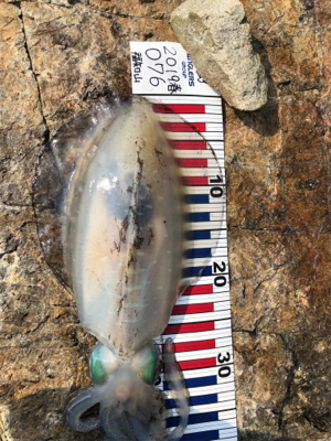 墨付け完了（？）