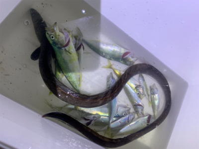 イカ釣りがハモに