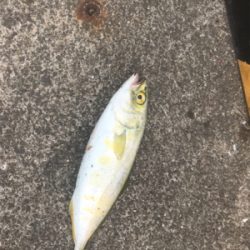 バイブレーション チヌ