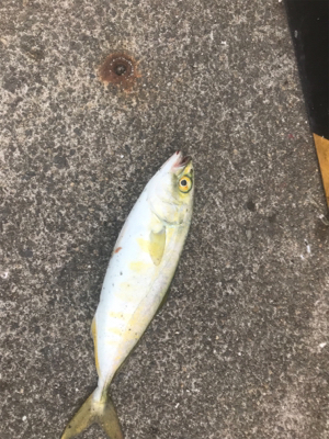 バイブレーション チヌ