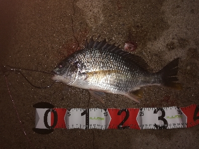 イソメのウキ釣り