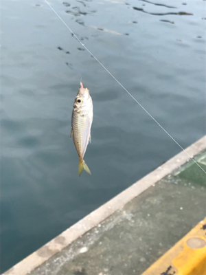 サビキ雑魚釣