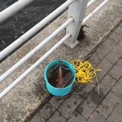 G20前のツバス調査