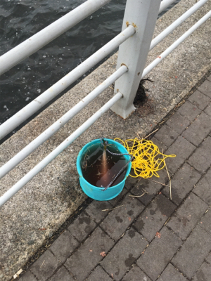 G20前のツバス調査