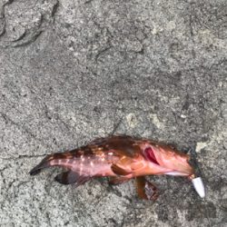 親狙い 親のほうや