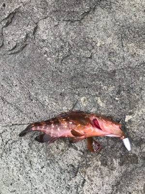 親狙い 親のほうや