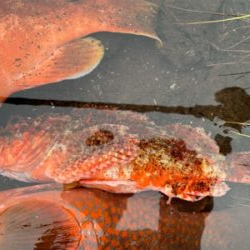 ロックフィッシュを求めて