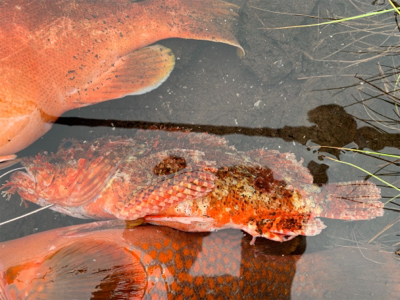 ロックフィッシュを求めて