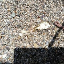 キス釣りＩＮ宮摺