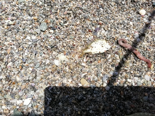 キス釣りＩＮ宮摺