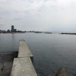 モジャコ 小魚相手にひどいことをしてしまった…