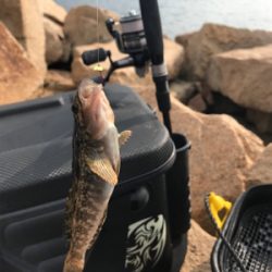 久しぶりのキス釣り(^^)