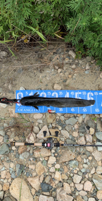 デイナマズゲーム