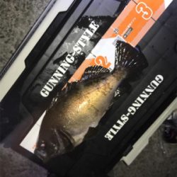 タチウオ メバル アジ