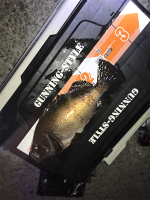 タチウオ メバル アジ